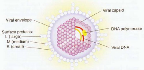 hbv_budowa_kolor_1.jpg